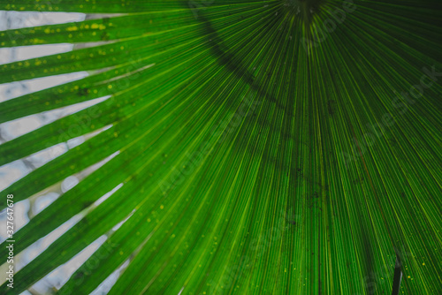 Tropical plant leaf close-up. Tropical green background.
