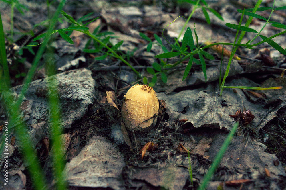 Mushroom hat under dry leaves. Autumn. Mushroom season. Green grass. Harvest in the forest. Edible and poisonous mushrooms. Free space for text. Mushroom hat under dry leaves. Autumn. Mushroom season. Green grass. Harvest in the forest. Edible and poisonous mushrooms. Free space for text.