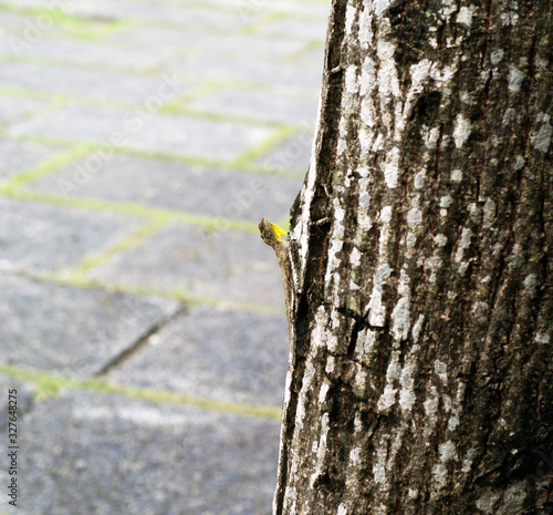 Draco sumatranus hunts on a birch photo