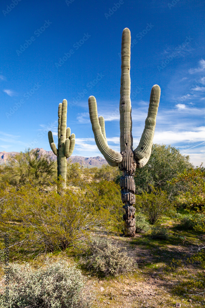 Saguaro Cactus In the Sonoran Desert near Apache Junction, Arizona with the Superstition Mountains in the Background