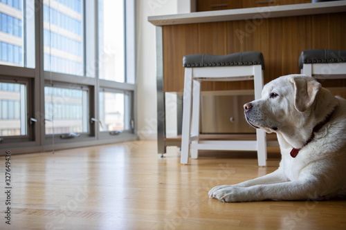 Fototapeta Naklejka Na Ścianę i Meble -  Labrador Retriever in a City Apartment