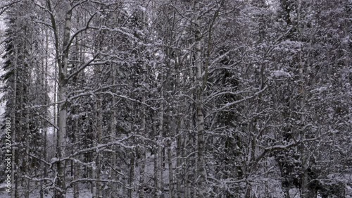 Wallpaper Mural Snow slowly falling with a birch and fir forest in the background. Panning (right to left) 1080p footage filmed in slow motion (60 fps). Torontodigital.ca