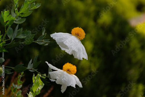 White blooming flowers of Matilija poppies or Romneya coulteri, sometimes called fried egg flower, native to California photo