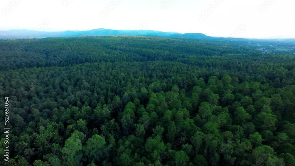 Green forest with moutain. Green forest with moutain.