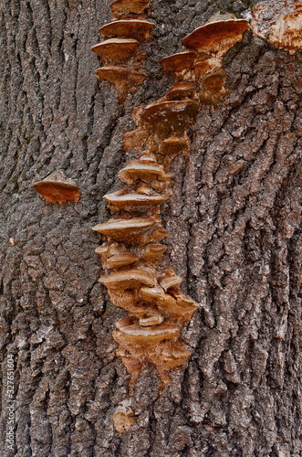 tree, mushrooms, texture