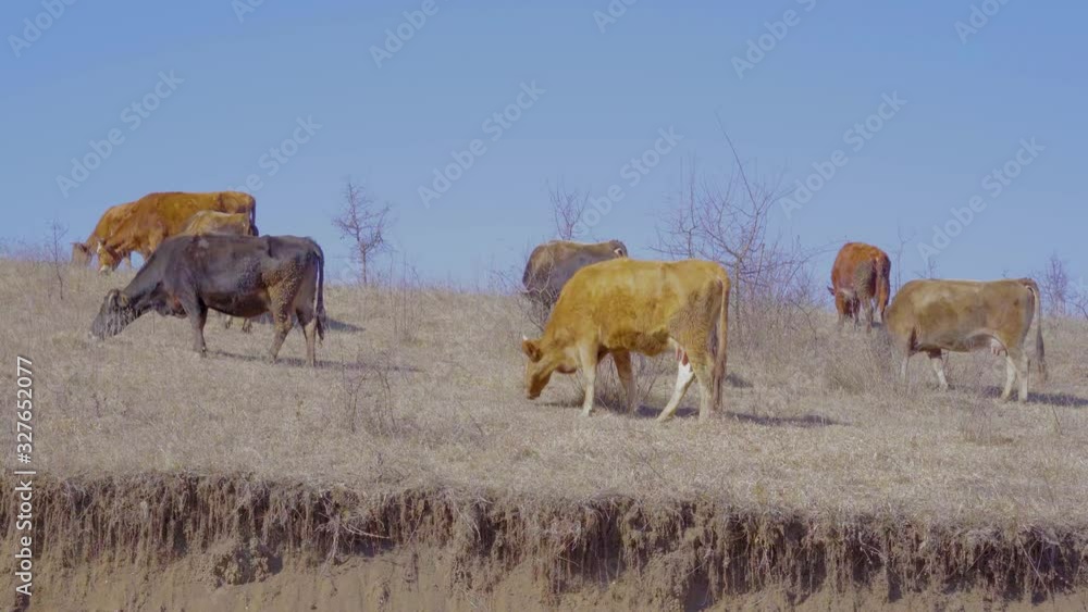 A cow grazes, eats land and grass