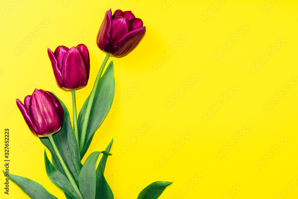 Purple tulips on a yellow background. Flat lay, top view, copy space. Purple tulips on a yellow background. Flat lay, top view, copy space.