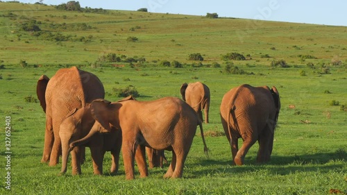 Herd of elephants in wide green lands, low altitude parallax drone shot