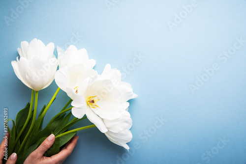 White tulips on blue background top view. Happy spring Holidays. Valentine's day. Birthday. Women's day. Easter. Flower wedding card, invitation, banner