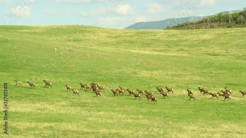 A herd of elk run through the spring green foothills of the Spanish Peaks, within the Madison mountain Range, near Bozeman Montana. photo