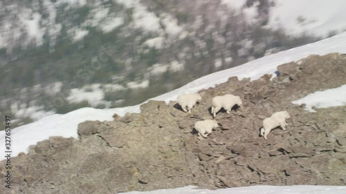 A small herd of mountain goats traverse a ridge in the snowcapped peaks of the Madison mountain Range between Yellowstone National Park and Bozeman, Montana photo