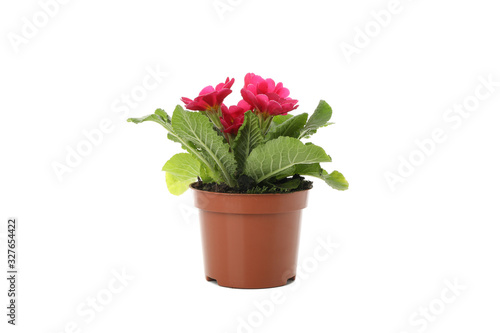 Pink primrose in flower pot isolated on white background