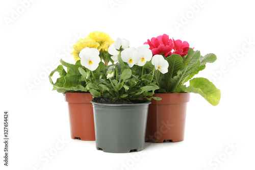 Pansies and primroses in flower pots isolated on white background