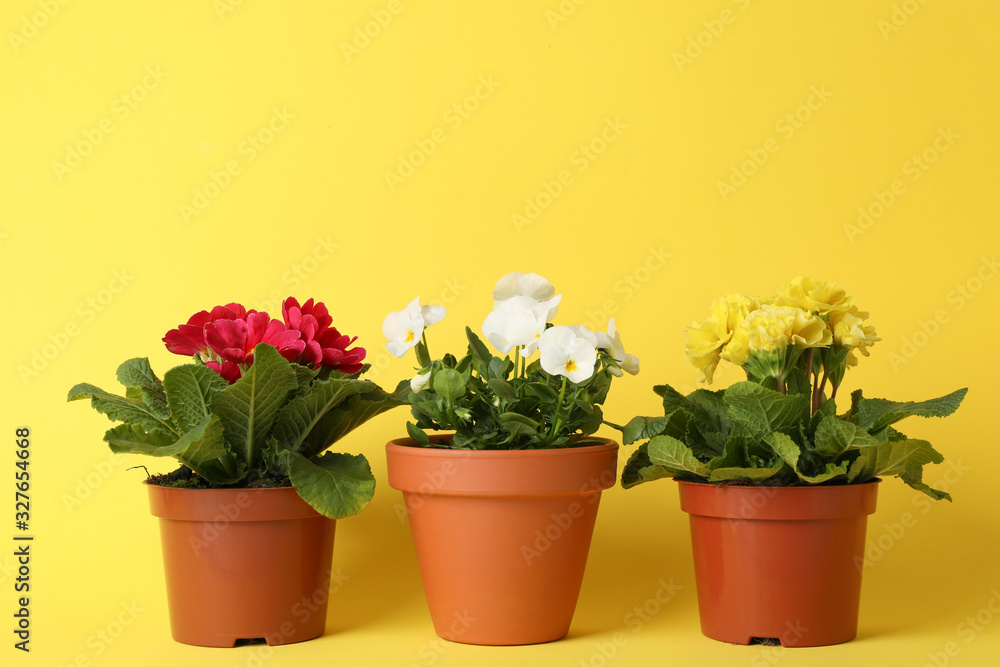 Primroses and pansies in pots on yellow background, space for text