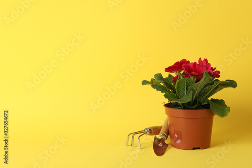 Fototapeta Naklejka Na Ścianę i Meble -  Pink primrose and gardening tools on yellow background, space for text