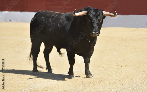 spanish bull with big horns