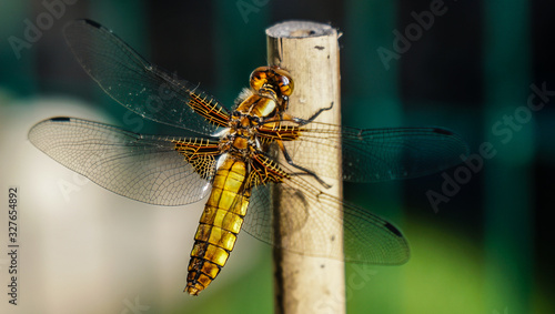 Libelle