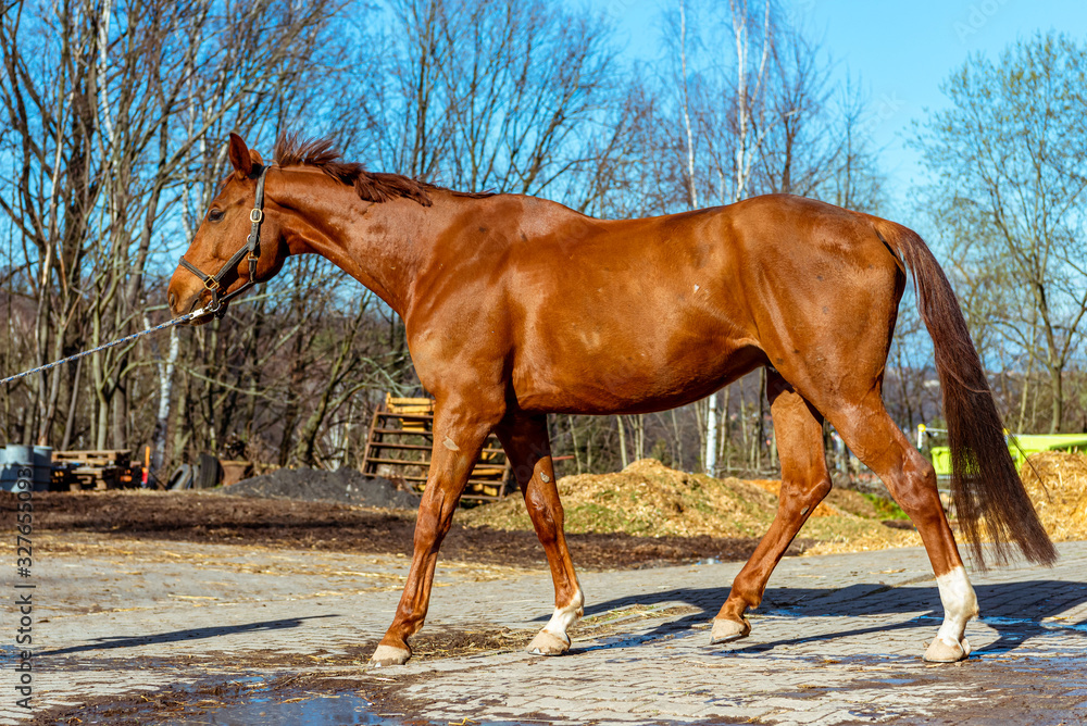 Beautiful red horse in a bridle at the stable. Beautiful red horse in a bridle at the stable.