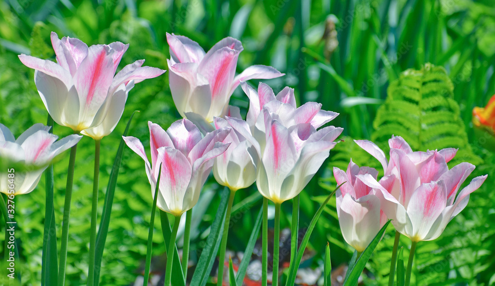 Fototapeta premium Tulips 