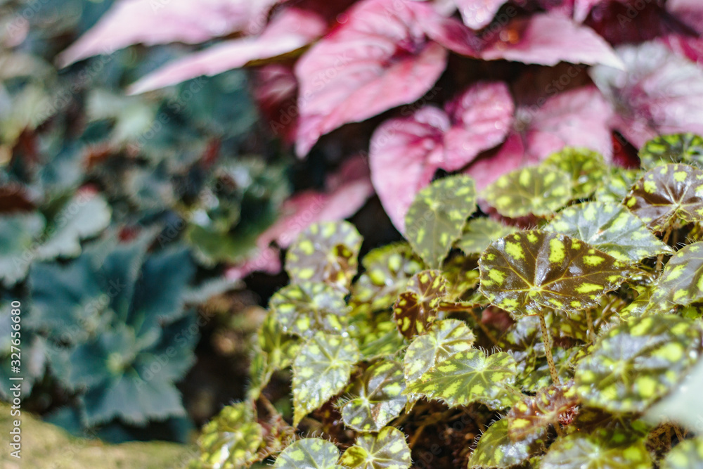 Mix of begonias cultivars in botanical garden Mix of begonias cultivars in botanical garden