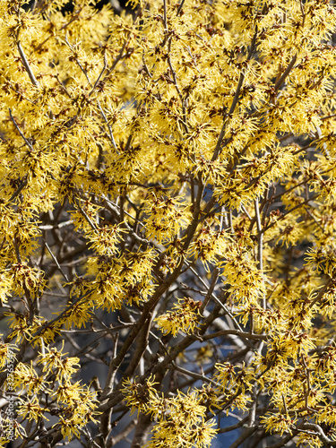 Hamamelis mollis  |  Witch Hazel or Chinese witch-hazel. A yellow flowering fragrant shrub leafless in late winter  photo