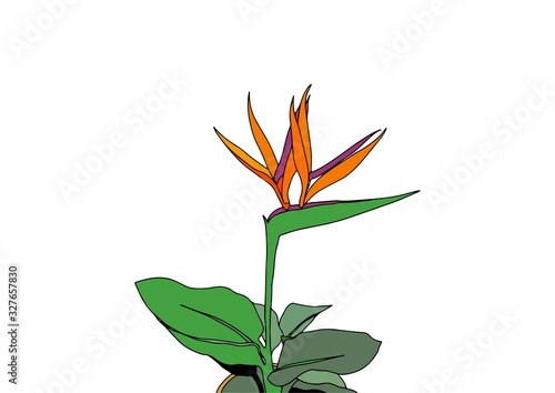 Vertical postcard with bouquet of flowers Strelitzia reginae tropical south africa flower isolated. Vector illustration. bird of paradise.