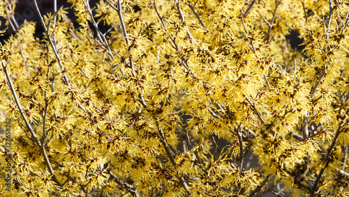 Fotografie Hamamelis mollis | Witch Hazel or Chinese witch-hazel