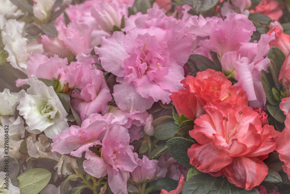 Beautiful spring flowers. Mix of red, pink and white azalea bushes in Flower Shop.