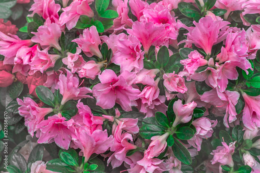 Beautiful spring flowers. Pink azalea bushes in Flower Shop.