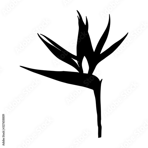 Strelitzia reginae tropical south africa flower isolated on white background. Vector illustration.Silhouette tattoo print, logo. bird of paradise.