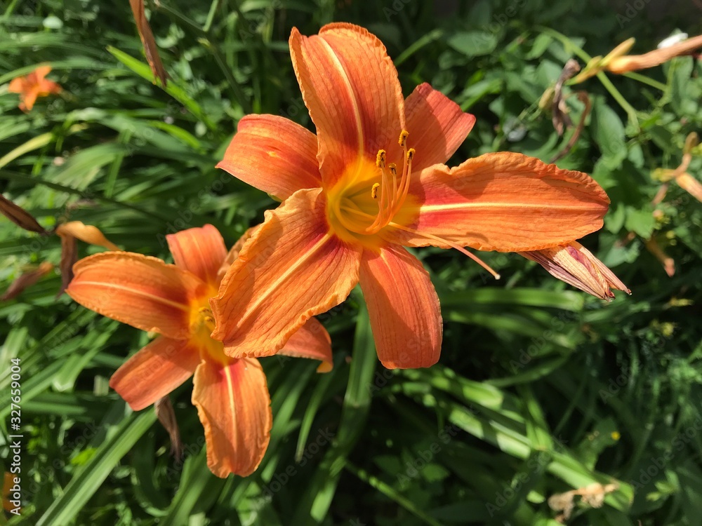 Red-orange Lily close-up against the background of other similar lilies and green grass. Mobile photos in natural daylight in Russia Red-orange Lily close-up against the background of other similar lilies and green grass. Mobile photos in natural daylight in Russia