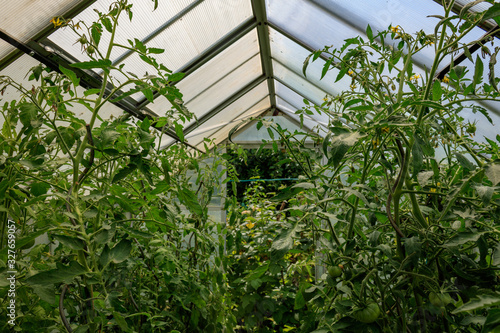 Cultivating tomato plants inside greenhouse