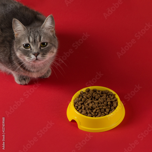 The gray cat eats cat food from a yellow bowl on a red background. The concept of healthy eating your beloved pet. Copy space.