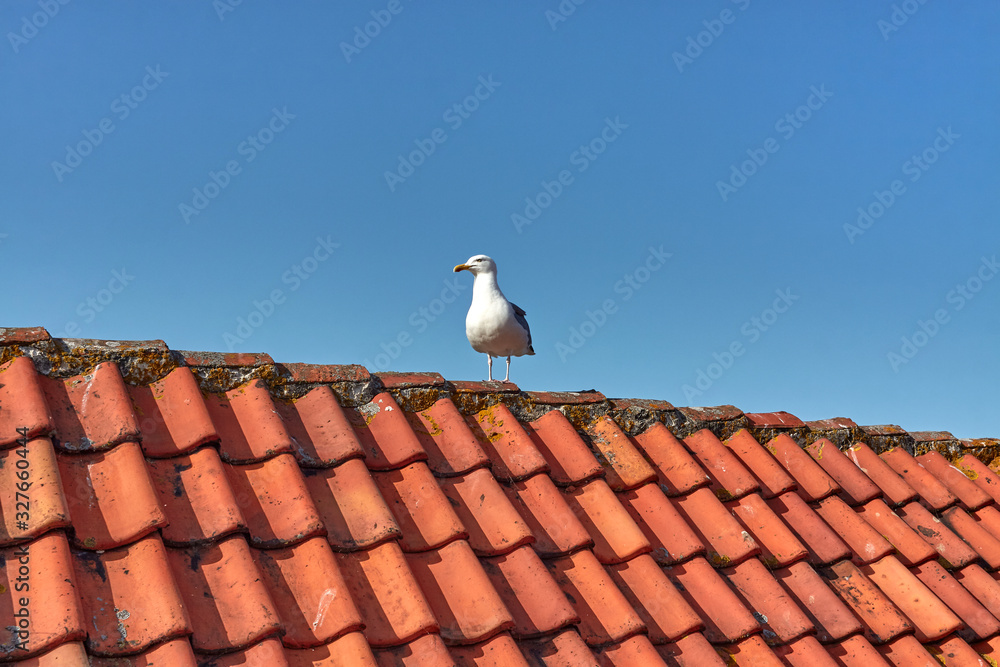 Seagull sitting on a red tiled roof of a house Seagull sitting on a red tiled roof of a house
