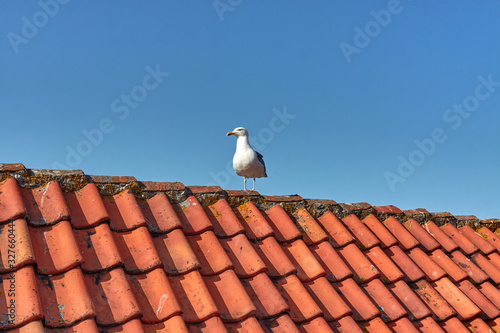 Seagull sitting on a red tiled roof of a house