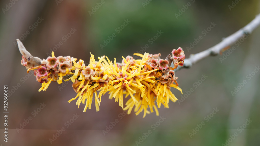 Hamamelis mollis 'Pallida' | Ornamental vase-shaped schrub with Fragant sulphur yellow ribbon-shaped petals on bare branches Hamamelis mollis 'Pallida' | Ornamental vase-shaped schrub with Fragant sulphur yellow ribbon-shaped petals on bare branches