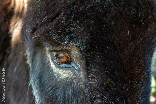 Wallpaper Mural Beautiful close up of donkey's eye Torontodigital.ca