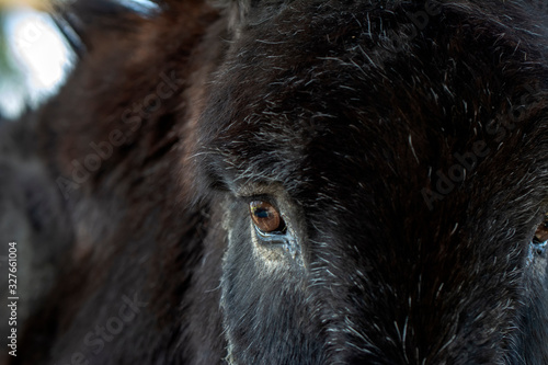 Wallpaper Mural Beautiful close up of donkey's eye Torontodigital.ca