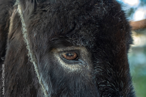 Wallpaper Mural Beautiful close up of donkey's eye Torontodigital.ca