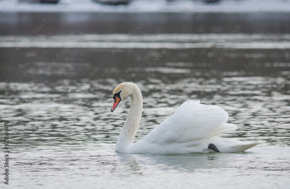 Graceful swan swimming on the river, in winter. Selective focus Graceful swan swimming on the river, in winter. Selective focus