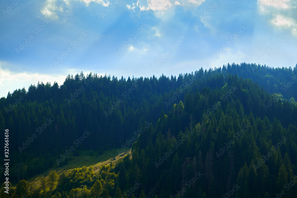 nature, beautiful cloudy sky, summer landscape in carpathian mountains, wildflowers and meadow, spruces on hills nature, beautiful cloudy sky, summer landscape in carpathian mountains, wildflowers and meadow, spruces on hills