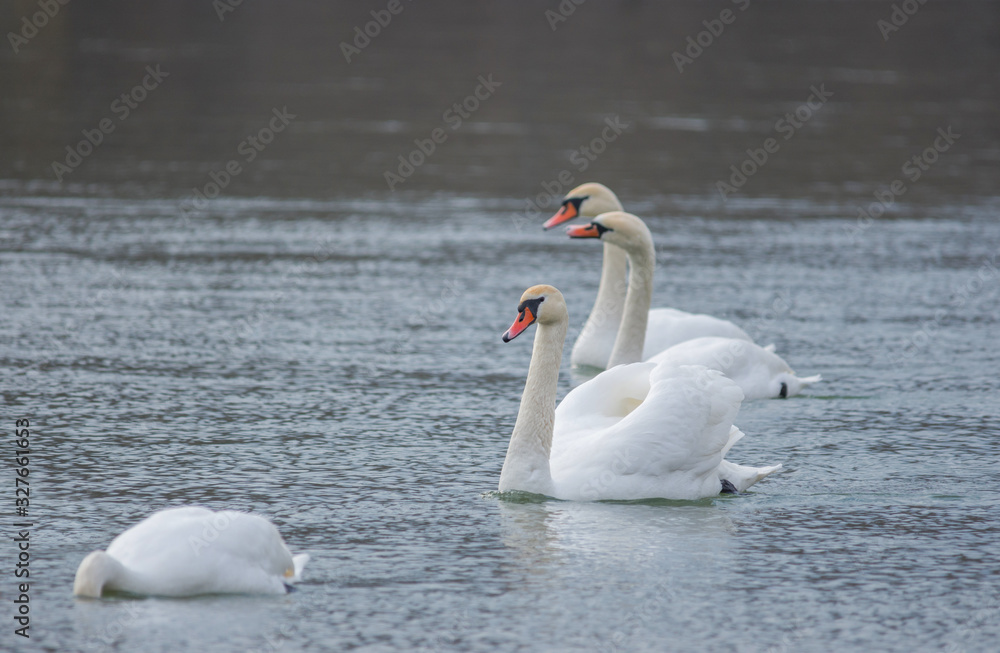 Fototapeta premium Graceful swans swimming on the river, in winter. Selective focus