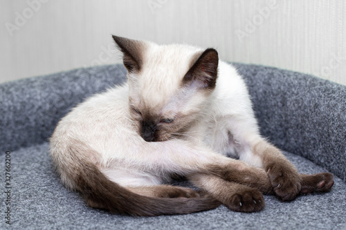 A little white Thai kitten licks his side