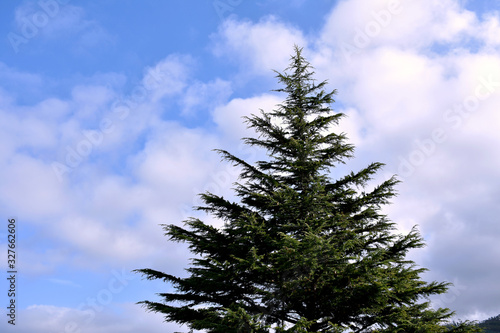 Pine trees in Viveiro  Lugo  Galicia. Spain. Europe. 