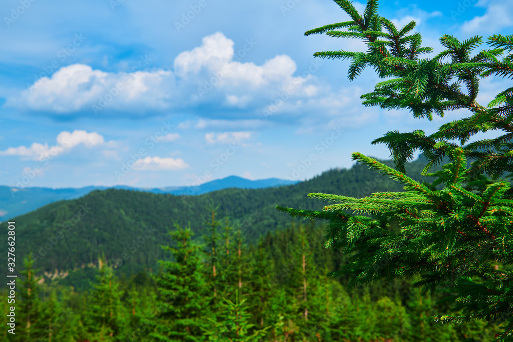 wild nature, branches closeup, summer landscape in carpathian mountains, wildflowers and meadow, spruces on hills, beautiful cloudy sky wild nature, branches closeup, summer landscape in carpathian mountains, wildflowers and meadow, spruces on hills, beautiful cloudy sky