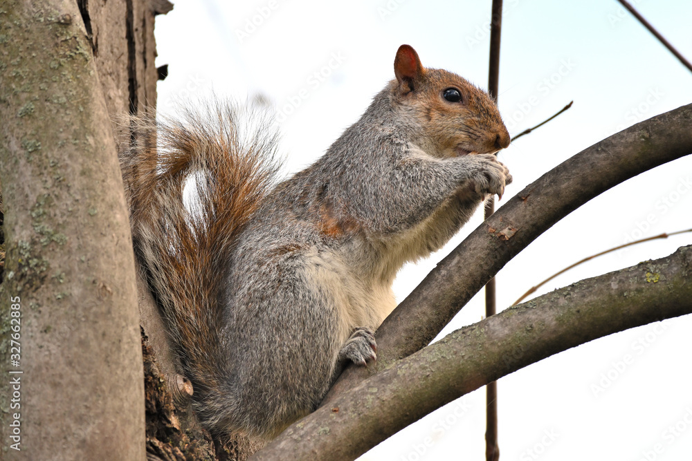 Squirrel Squirrel