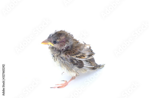 squab chick birds three days old yellow vented bulbul on white background photo