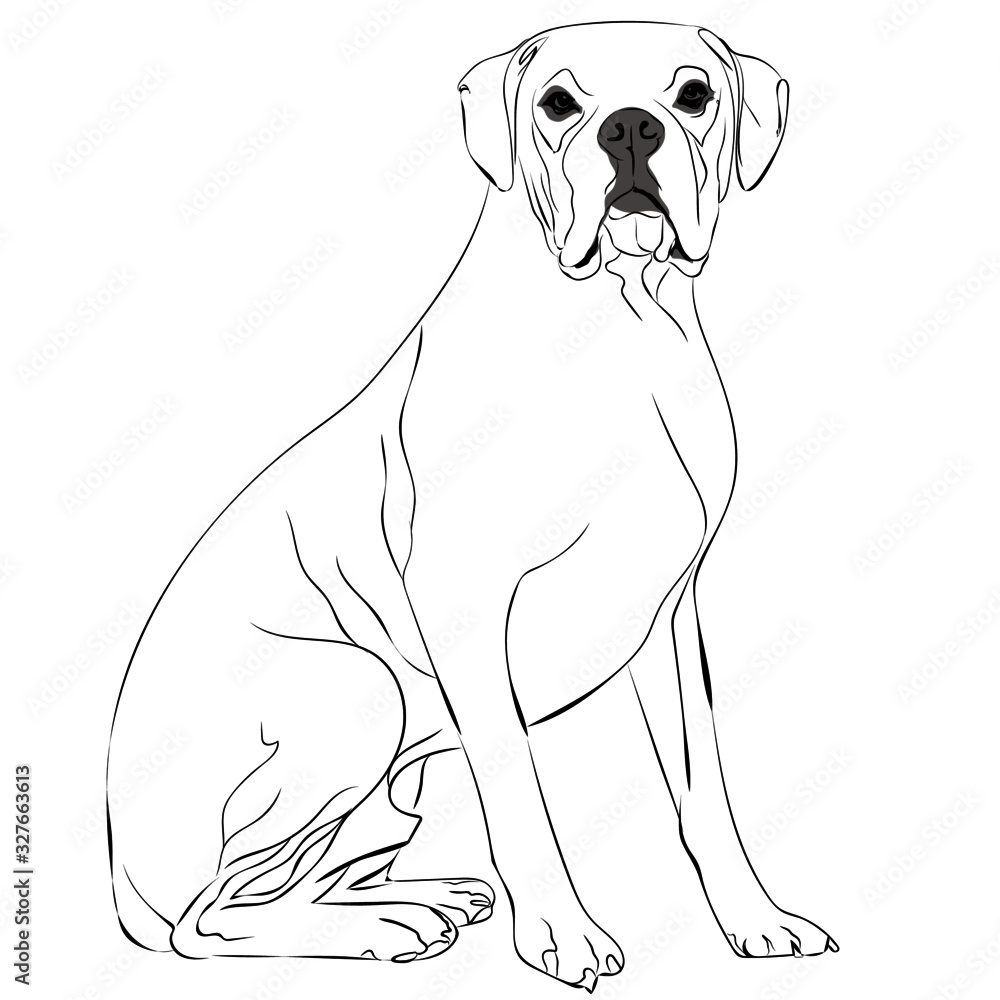 Fototapeta premium Boxer