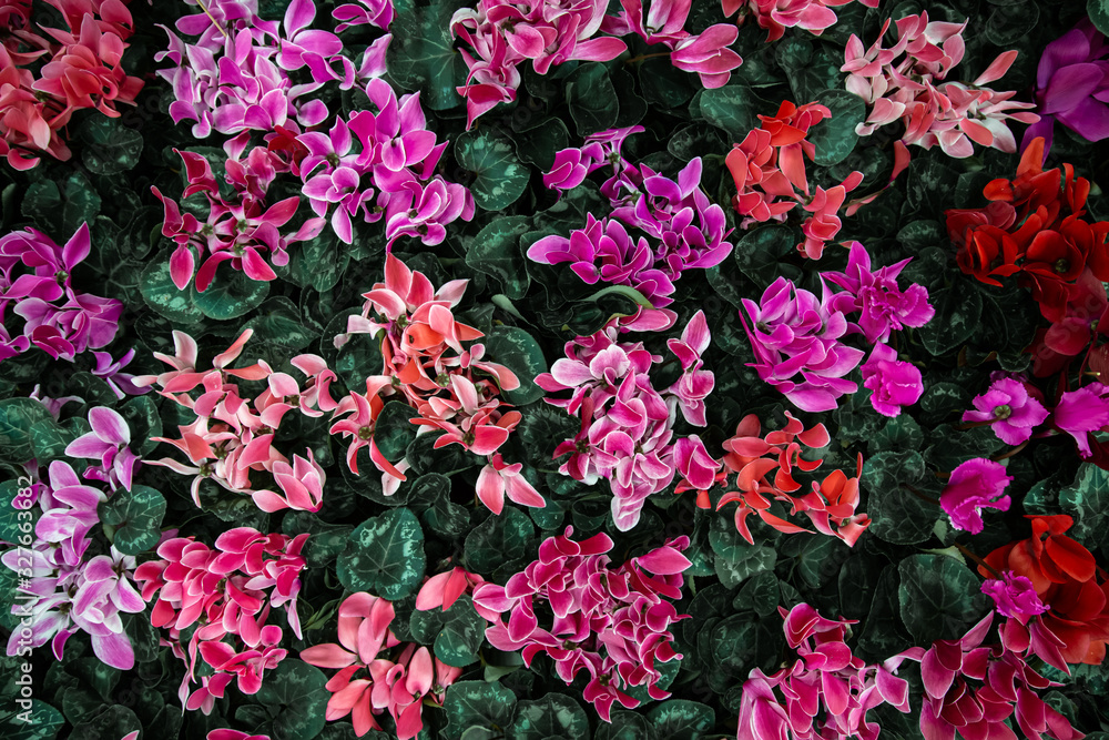 Natural beautiful background with lots of cyclamen. Natural beautiful background with lots of cyclamen.