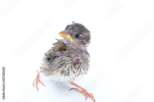 squab chick birds three days old yellow vented bulbul on white background photo